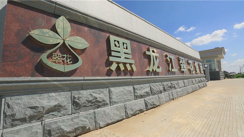 逐梦国际官方网站图片